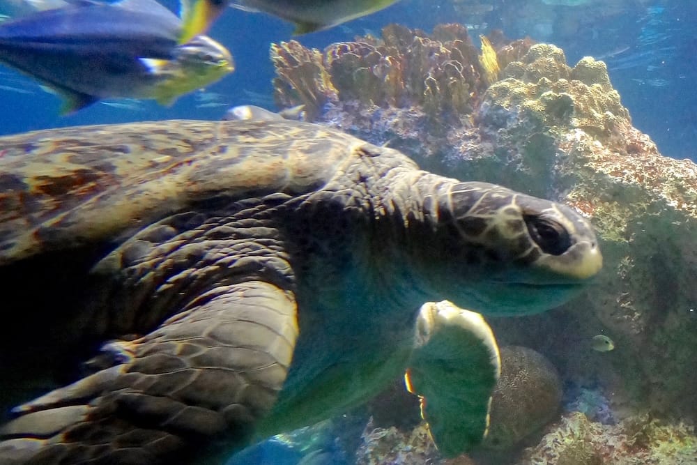 Image of Myrtle the Sea Turtle swimming in her tank